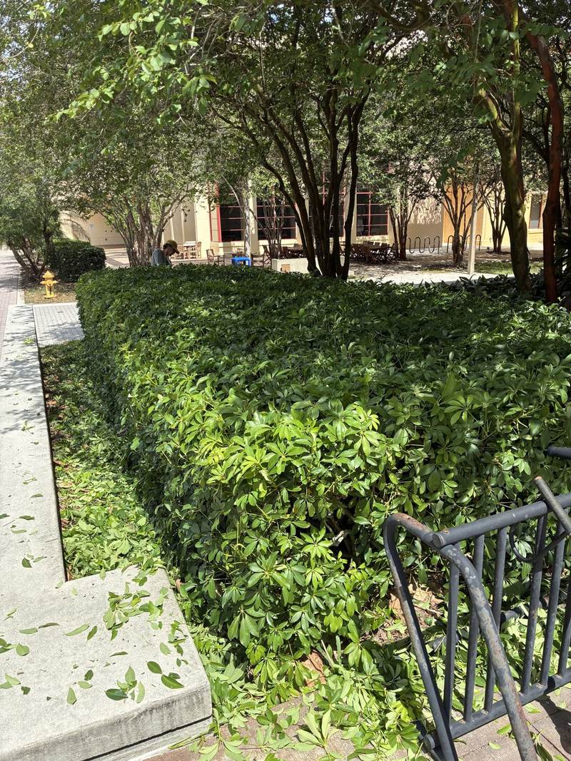 The same courtyard hedge after trimming, with clippings being cleaned up