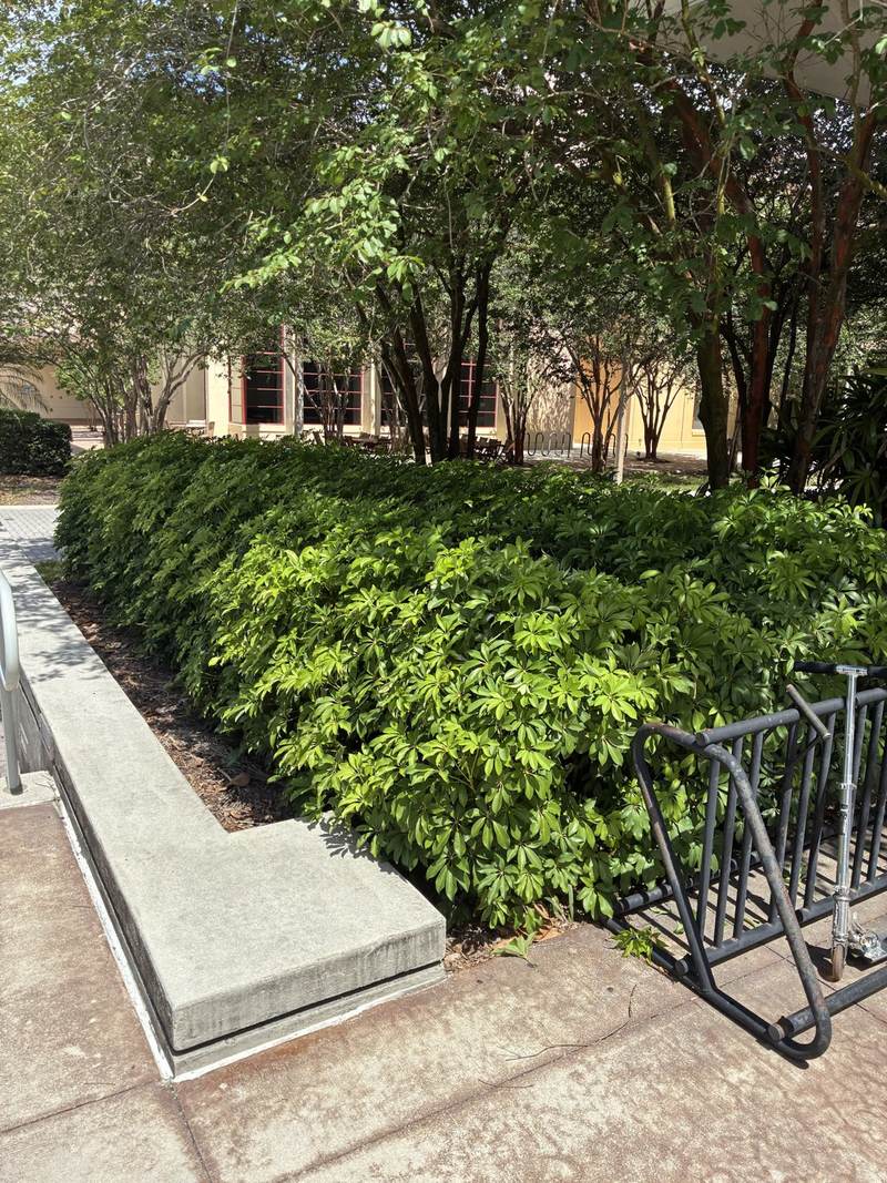 Overgrown hedge in a commercial courtyard in Southwest Florida, before trimming