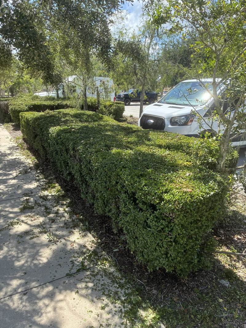 Freshly trimmed hedge along a commercial parking lot in Southwest Florida