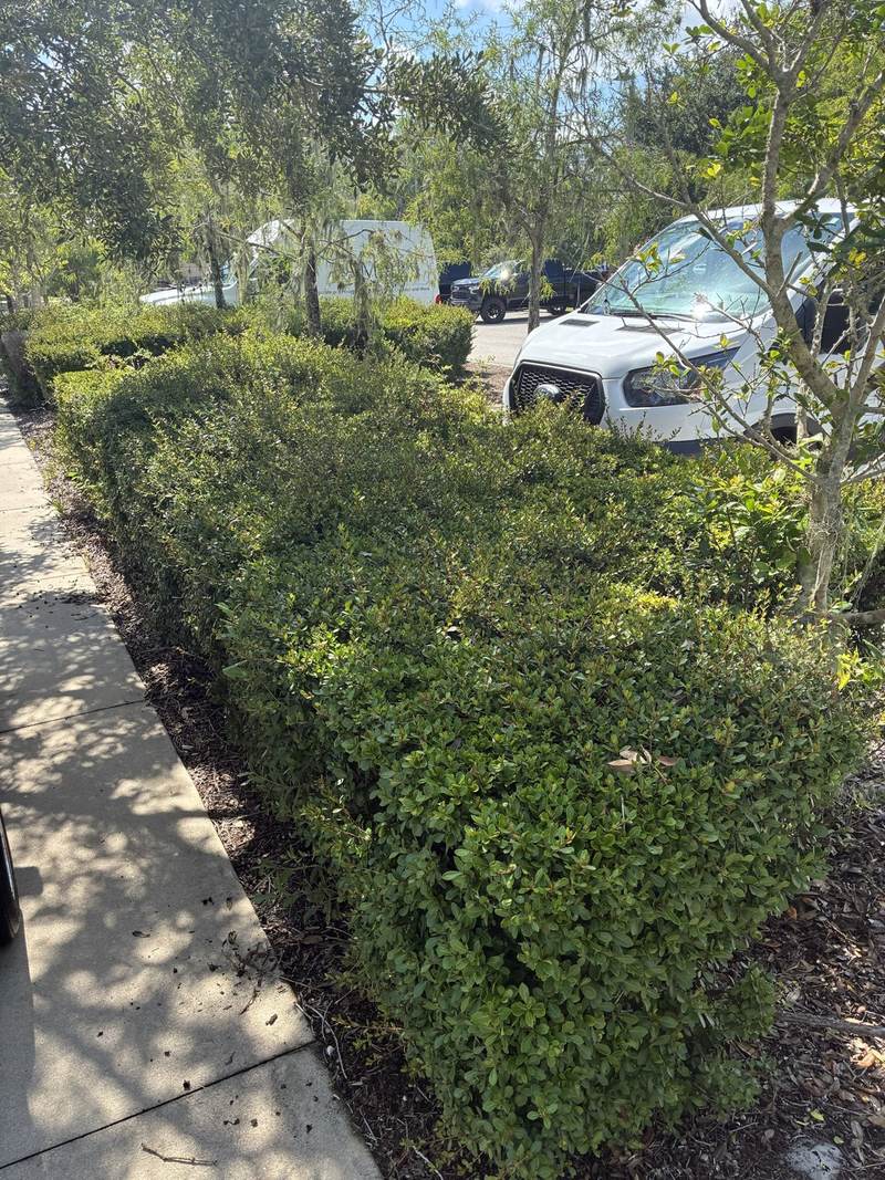 Overgrown hedge along a commercial parking lot in Southwest Florida, before trimming