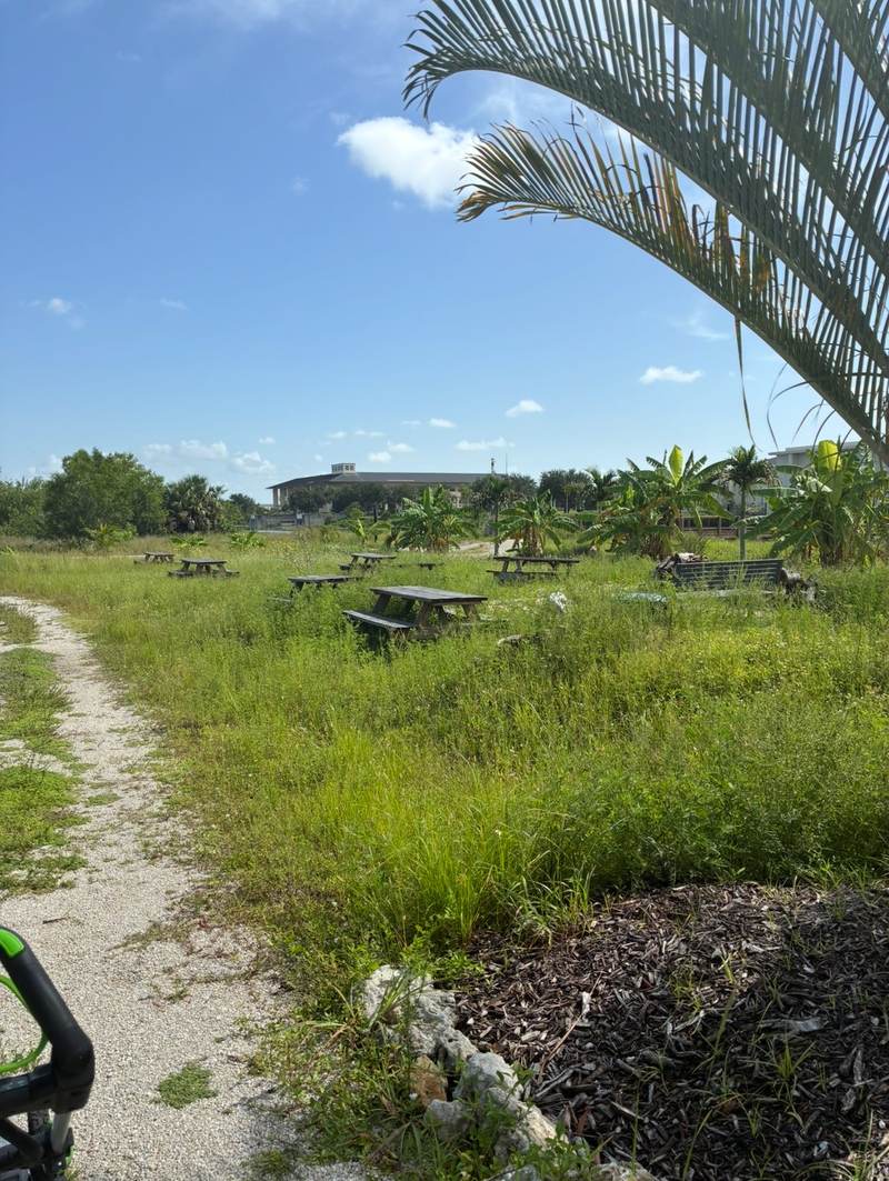 Overgrown grassy lot with picnic tables in Southwest Florida, before clearing