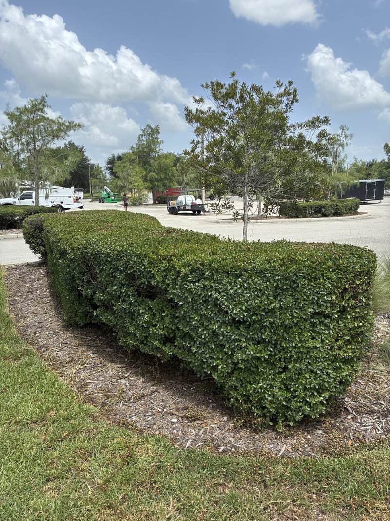 The same parking lot island hedge after shaping, with clean rounded edges