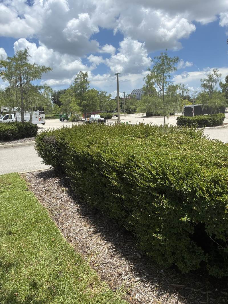 Shaggy hedge on a parking lot island in Southwest Florida, before shaping